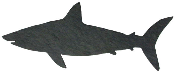 shark.png